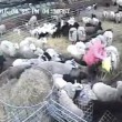 Pecore affamate