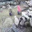 Pecore affamate3