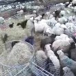Pecore affamate2