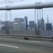Polizia insegue chihuahua sul ponte di San Francisco