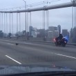 Polizia insegue chihuahua sul ponte di San Francisco3