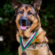 Cane della Marina Lucca premiato con una medaglia FOTO 3