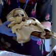 YOUTUBE Mummie misteriose: tac per scoprire causa morte 6