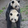 Stimolano femmina di panda per accoppiamento