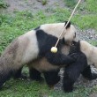 Stimolano femmina di panda per accoppiamento2