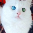 Turchia, il gatto con un occhio verde ed uno blu 8