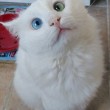 Turchia, il gatto con un occhio verde ed uno blu 7