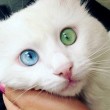 Turchia, il gatto con un occhio verde ed uno blu 5