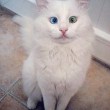 Turchia, il gatto con un occhio verde ed uno blu 4