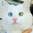 Turchia, il gatto con un occhio verde ed uno blu 2