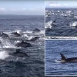 YOUTUBE Delfini, un migliaio scappano dalle orche marine5