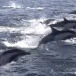 YOUTUBE Delfini, un migliaio scappano dalle orche marine4