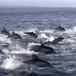 YOUTUBE Delfini, un migliaio scappano dalle orche marine3