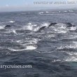 YOUTUBE Delfini, un migliaio scappano dalle orche marine2