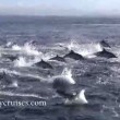YOUTUBE Delfini, un migliaio scappano dalle orche marine