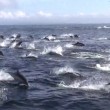 YOUTUBE Delfini, un migliaio scappano dalle orche marine7