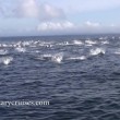 YOUTUBE Delfini, un migliaio scappano dalle orche marine6