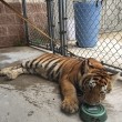 Tigre col guinzaglio trovata in strada in Texas