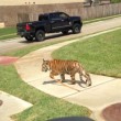 Tigre col guinzaglio trovata in strada in Texas4