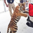 Tigre col guinzaglio trovata in strada in Texas3
