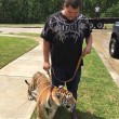 Tigre col guinzaglio trovata in strada in Texas2