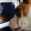 Bulldog cucciolo cerca il cane che vede su schermo3