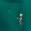 Drone riprende delfini e balene che giocano insieme3