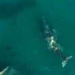 Drone riprende delfini e balene che giocano insieme2