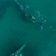 Drone riprende delfini e balene che giocano insieme