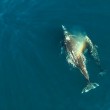 Drone riprende delfini e balene che giocano insieme4