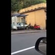 VIDEO YouTube, cinghiale alla fermata del bus a Genova2
