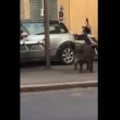 VIDEO YouTube, cinghiale alla fermata del bus a Genova6