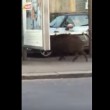 VIDEO YouTube, cinghiale alla fermata del bus a Genova3