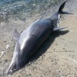 Sardegna, delfino ucciso da sub e fatto a pezzi FOTO 4