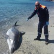 Sardegna, delfino ucciso da sub e fatto a pezzi FOTO 3