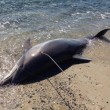 Sardegna, delfino ucciso da sub e fatto a pezzi FOTO