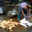 FOTO-VIDEO: Cina, cani e gatti cucinati al festival del cibo11