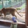 Tigre ruggisce allo zoo, bambina scappa terrorizzata3