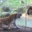Tigre ruggisce allo zoo, bambina scappa terrorizzata
