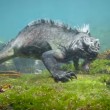 YOUTUBE "Godzilla" marino: lucertola gigante sott'acqua