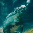 VIDEO YOUTUBE "Godzilla" marino: iguana gigante sott'acqua