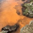 Gallipoli, mare diventa arancione per colpa delle alghe FOTO 3