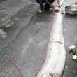 Taiwan, pesca un re delle aringhe lungo 5 metri 3