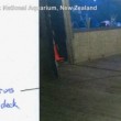 Polpo Inky scappa da acquario in Nuova Zelanda2