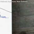 Polpo Inky scappa da acquario in Nuova Zelanda