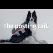 "Posting Tail": cani e gatti3