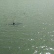 Ostia, squalo lungo 2 metri nuota in foce Tevere FOTO