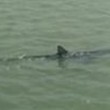 Ostia, squalo lungo 2 metri nuota in foce Tevere FOTO 2