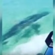 VIDEO YouTube, squalo attacca moto d'acqua: ragazza rischia