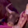 Video YouTube - Toro incorna torero nel sedere 6